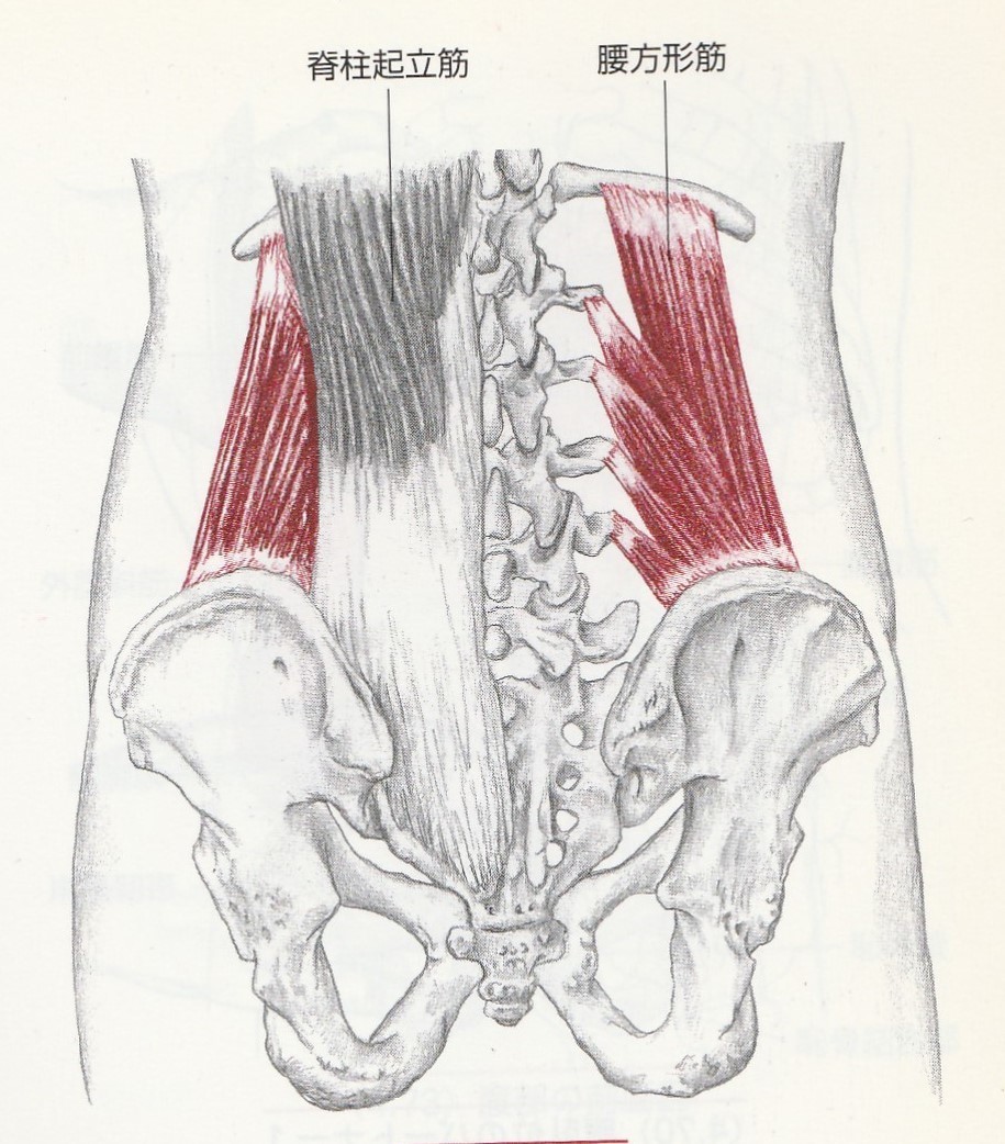 腰 方形 筋 押す と 痛い